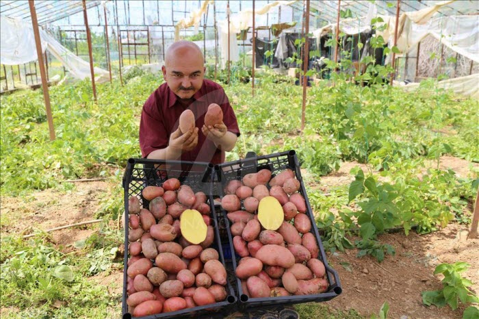 تركي يزرع البطاطا الحمراء لإسعاد أمه المريضة بالسكري